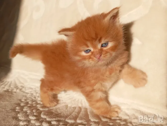 Сибирчета, сибирска котка, сибирски котенца, сибирско коте, хипоалергенни, червено момче