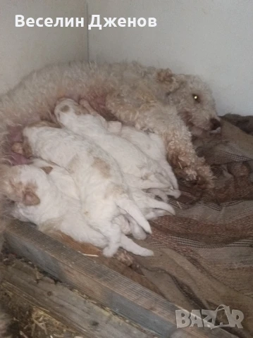 лагото Романьоли , снимка 8 - Други - 50494587