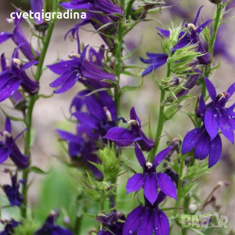 Lobelia speciosa Fan Blue , снимка 2 - Градински цветя и растения - 37093511