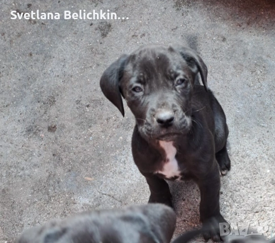 Продавам Кане Корсо, снимка 5 - Кане корсо - 54278276