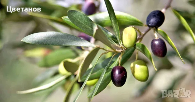 Маслина Халкидики, снимка 5 - Градински цветя и растения - 49667517