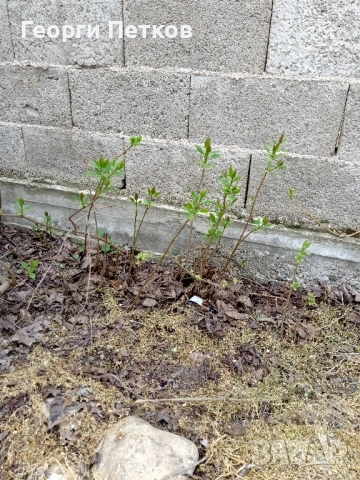 Люляк - 4 €./ бр. , снимка 4 - Градински цветя и растения - 54016001