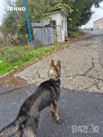 Немска овчарка Сивак за разплод, снимка 7 - Немска овчарка - 52314697