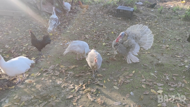 Мисирки, снимка 7 - Кокошки и пуйки - 52568955