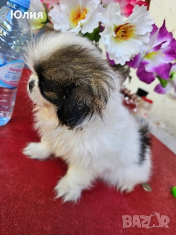 Японски хинчета, снимка 9 - Други - 52506287