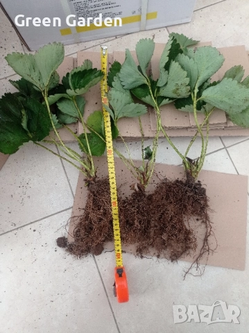 Ягоди на гол корен 0.50 ст.