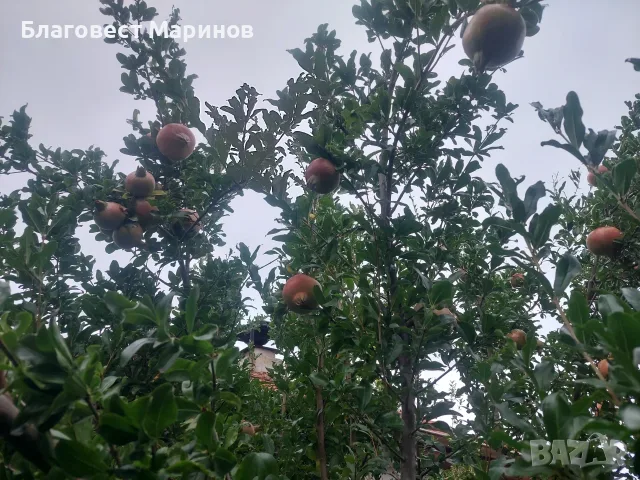 Нар домашен за сок, снимка 2 - Домашни продукти - 56273430