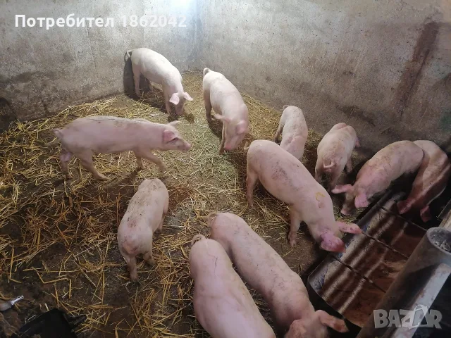 продавам малки прасета