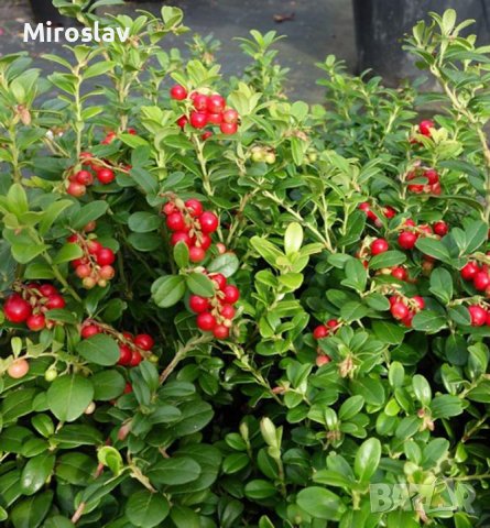 Боровинка(Червена Перла), снимка 3 - Градински цветя и растения - 40307152