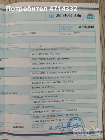 Продавам мъжки и женски кученца, снимка 5 - Дого аржентино - 53163193