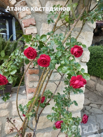 Рози различни цветове, снимка 2 - Градински цветя и растения - 54234394