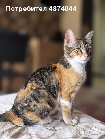 Подарявам котенце 
