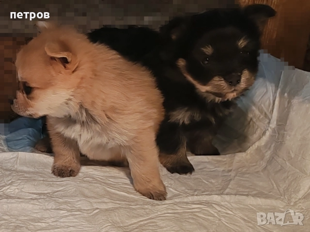 Йоркширски териер