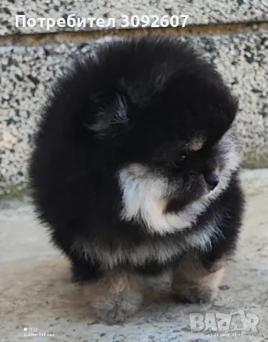 Померан женско, снимка 4 - Померан - 49913476