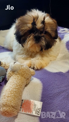 Прекрастно Шитцу , снимка 5 - Ши Тцу - 52653754