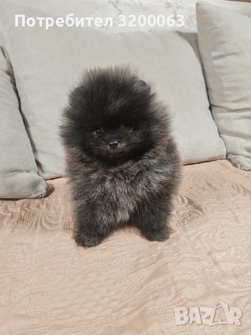 Померан мини мъжки., снимка 13 - Померан - 52878318