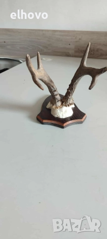 Еленови рога с череп#3, снимка 3 - Антикварни и старинни предмети - 52036157