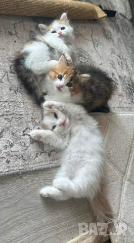 Ангорско Коте + Доставка €60. Домашни Котенца с Хигиенни Навици, снимка 3 - Ангорски - 40695376
