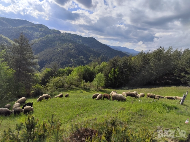 Продавам овце 