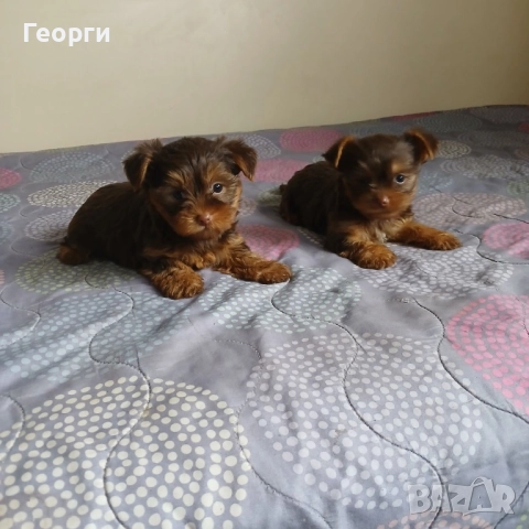  Малки кученца