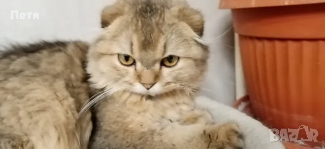 За разплод. Шотландски дългокосмест клепоух. , снимка 11 - Британска късокосместа - 48632292