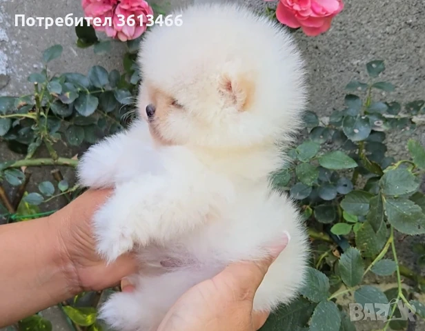 Baby face teacup ,мини померан чистокръвни мъжки и женски , снимка 1