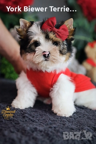 Йорки! Розкошни кученцата с родословие за деца и възрастни! 