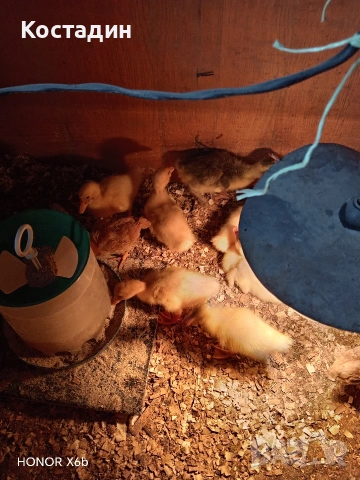 Пекински патета и гъсета , снимка 2 - Патици и гъски - 53882931