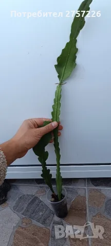 Disocactus crenatus, снимка 6 - Стайни растения - 56515596