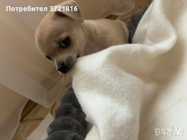 Мъжко чихуахуа на 60 дни с паспорт и две ваксини , снимка 8 - Чихуахуа - 52696074
