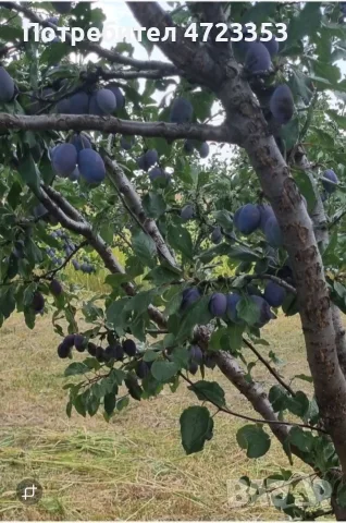 сини сливи, сорт „Стенли