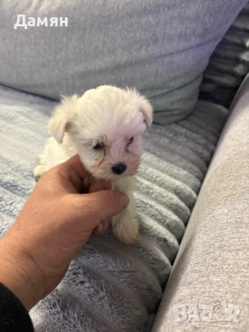 Малтийска болонка , снимка 4 - Болонка - 53260107