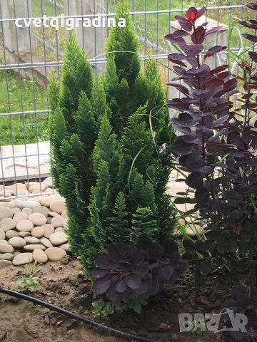 Chamaecyparis ‘White spot’, снимка 4 - Градински цветя и растения - 39482852