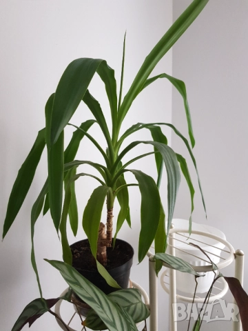 Стайни цветя в саксии, снимка 14 - Стайни растения - 33680701