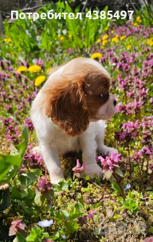 Момиче кавалер Кинг Чарлз Шпаньол, снимка 4 - Кавалер кинг чарлз шпаньол - 54347203