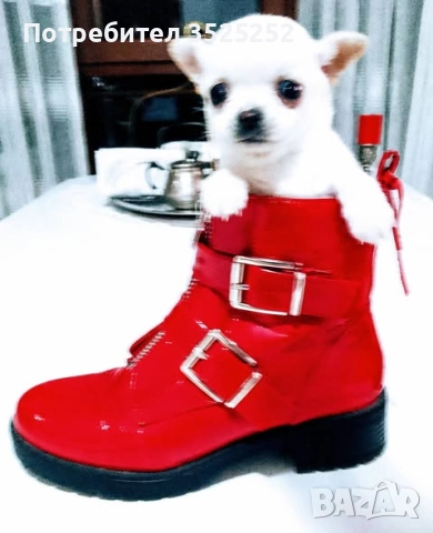 ПРОДАВАМ  ЧИХУАХУА-МИНИ , БЯЛО МОМЧЕНЦЕ НА 2 М. СЪС  ЗДРАВЕН ПАСПОРТ ! 