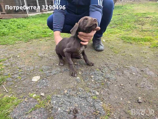 Мъжки Курцхаар , снимка 3 - Курцхаар - 52990633