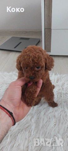 Той пуделче , снимка 5 - Пудели - 53949526