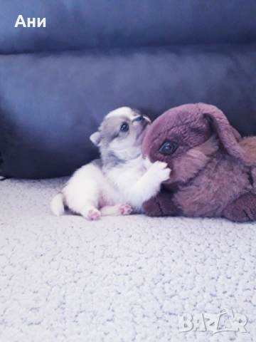 ШЕПИЧКА ЛЮБОВ, снимка 2 - Померан - 54100261