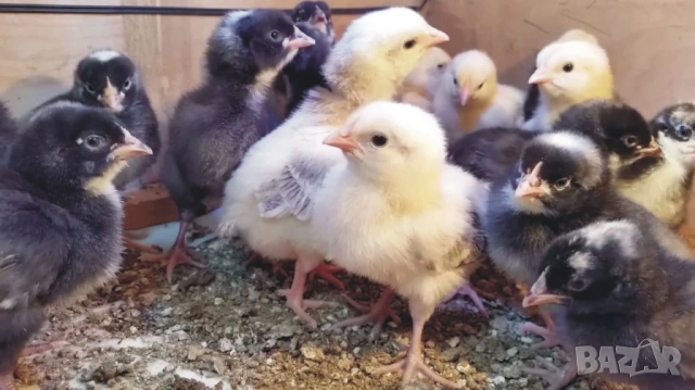 оплодени и проверени Яйца АМРОК -Разплодни яйца за люпене от кокошки породата Амрок, снимка 11 - Кокошки и пуйки - 54196528