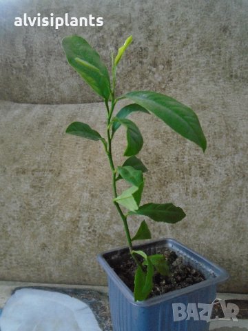 Лимони цитрусови млади дръвчета , снимка 3 - Стайни растения - 39726250