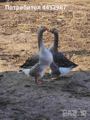 Гъски и патки