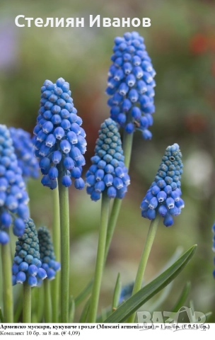 Арменско мускари, кукувиче грозде (Muscari armeniacum) – луковици