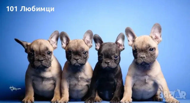 Френски булдог с родословие, снимка 2 - Френски булдог - 47462686