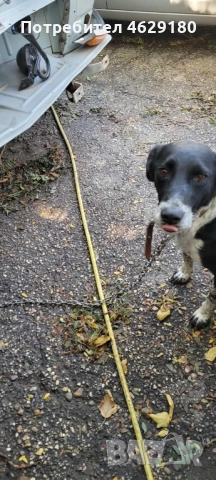 Кученца за осиновяване, снимка 3 - Други - 52132258