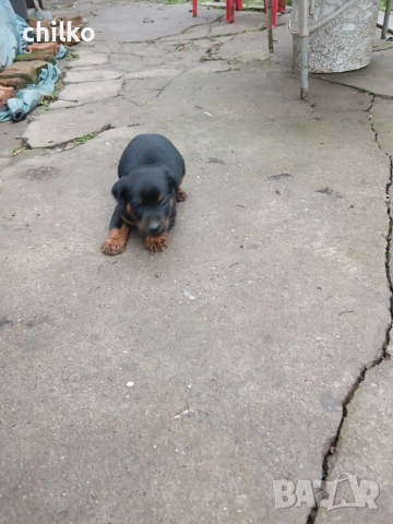 ягдтериер, снимка 13 - Ягдтериер - 52787759