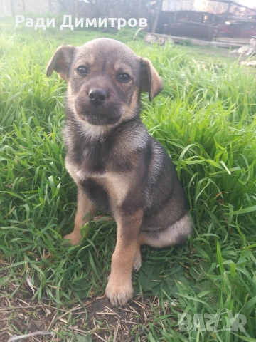 ПОДАРЯВАМ КУЧЕНЦА, снимка 13 - Други - 54158083