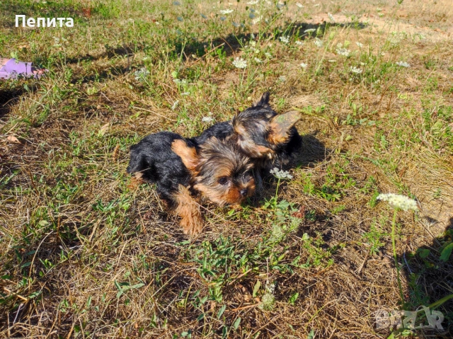 Мини йоркширски териер, снимка 4 - Йоркширски териер - 54199648