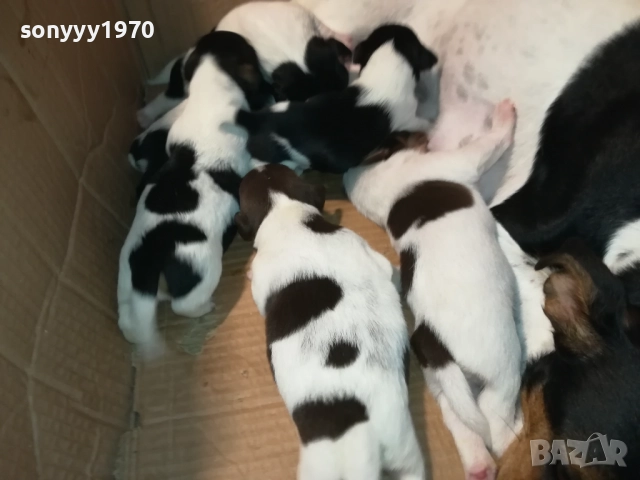 ДЖАК-СЛАДКИ БЕБЕТА 2508250707, снимка 9 - Джак ръсел териер - 51479040