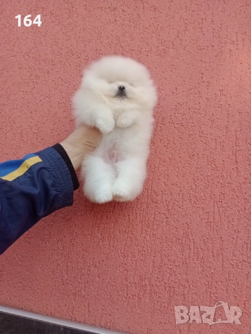 Бяло меченце. Померан. Реални снимки !, снимка 2 - Померан - 53027737